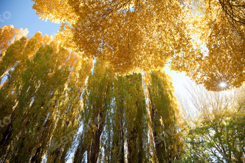 Preview: Seasonally yellow colored trees