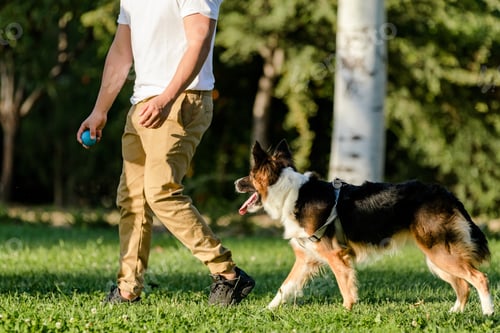 Preview: Person and dog stroll together in the park