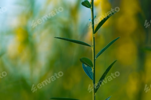 Preview: tropical rain forest plant, nature field