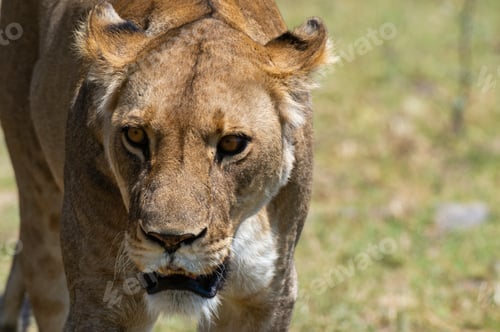 Preview: Intense gaze of a lioness on the prowl