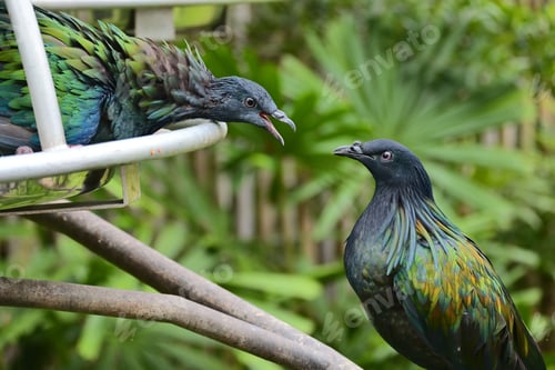 Preview: Nicobar pigeons with iridescent feathers in a lush setting.