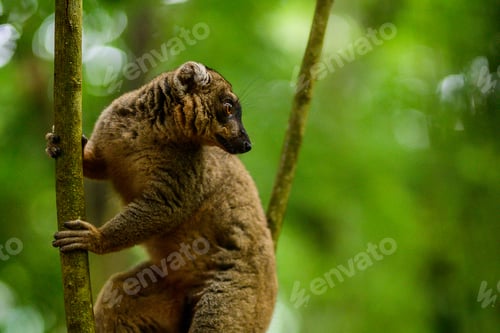 Preview: Shallow focus shot of a golden bamboo lemur hanging on tree branch in bright sunlight