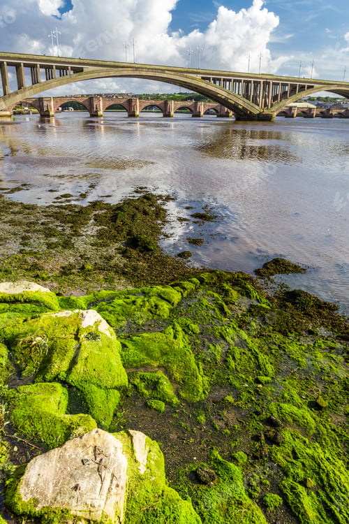 Preview: Seaweed on a rock under the bridge in Berwick-upon-Tweed