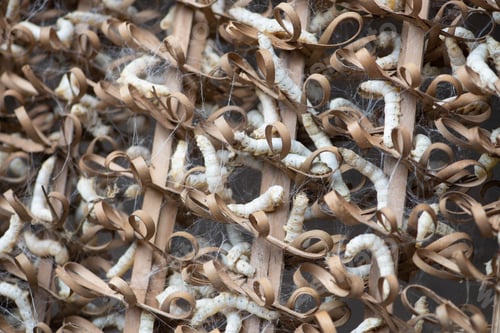 Preview: cocoon