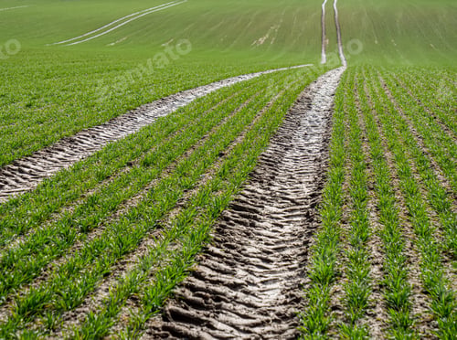 Preview: Ways for farm tractor on wheat field in a spring