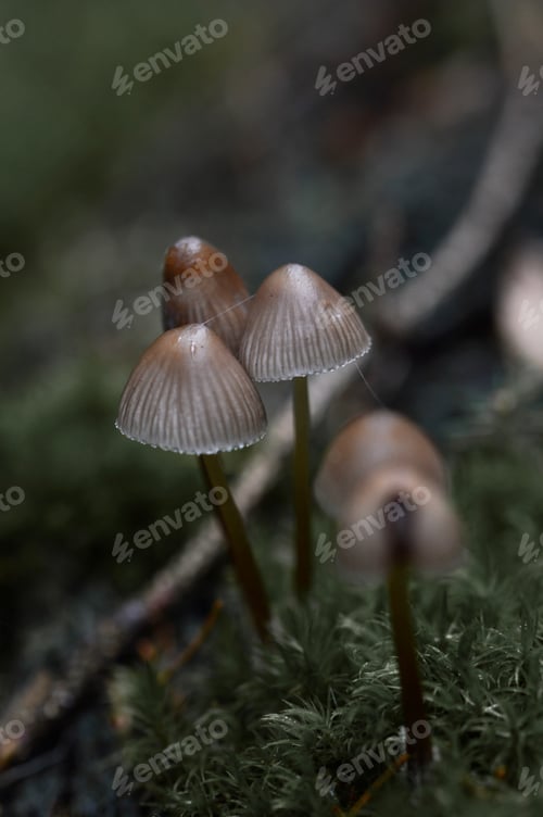 Preview: Moody dark closeup macro of many or plenty small and tiny mushrooms in the forest or woods