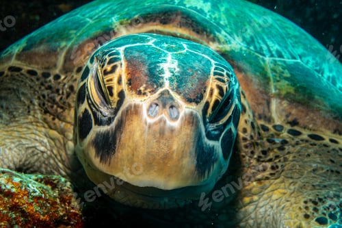 Preview: Close-up of a green sea turtle's face