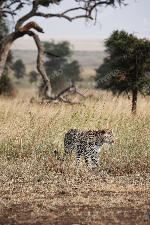 Preview: Animals in the wild - Leopard on a hunt in the Serengeti National Park, Tanzania