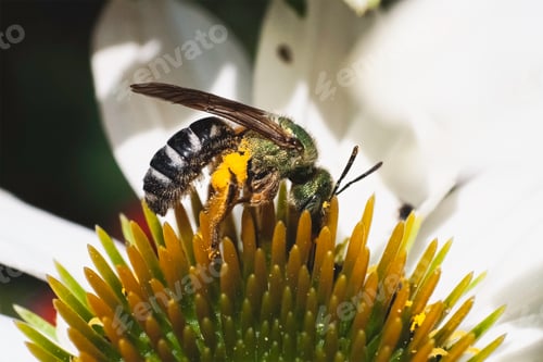 Preview: Side view of a female bicolored metallic green Agapostemon virescens Sweat Bee collecting pollen.