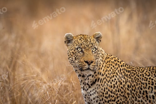 Preview: Close up of a starring Leopard.