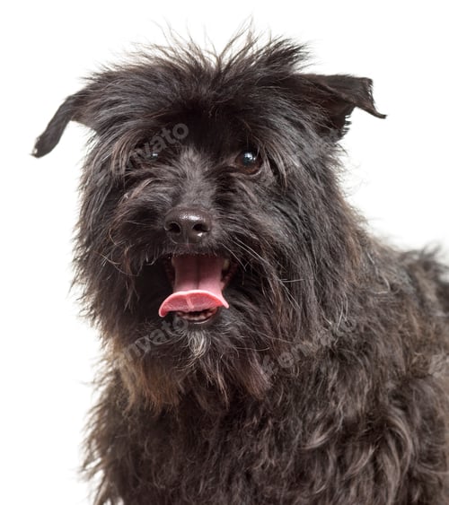 Preview: Close-up of mixed-breed dog panting, cut out