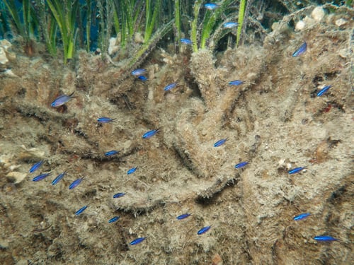 Preview: Juvenile Mediterranean damselfish