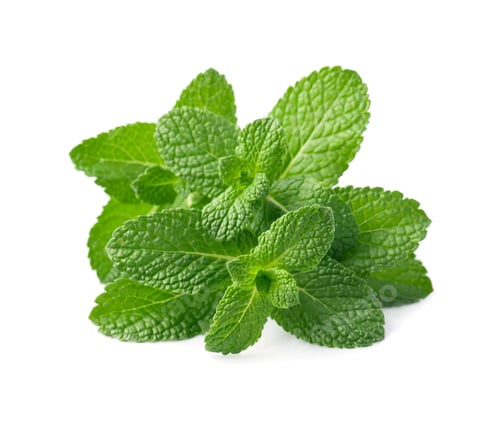 Preview: Fresh mint leaves