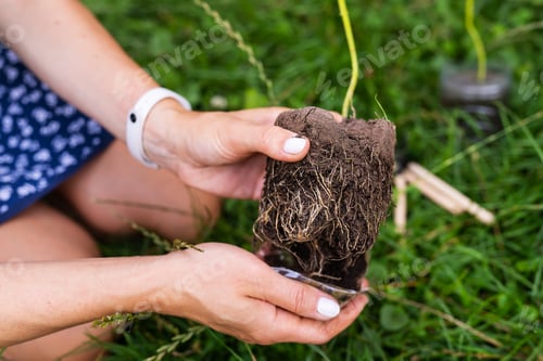 Preview: The process of planting paulownia, the root system in the hands of the gardener.