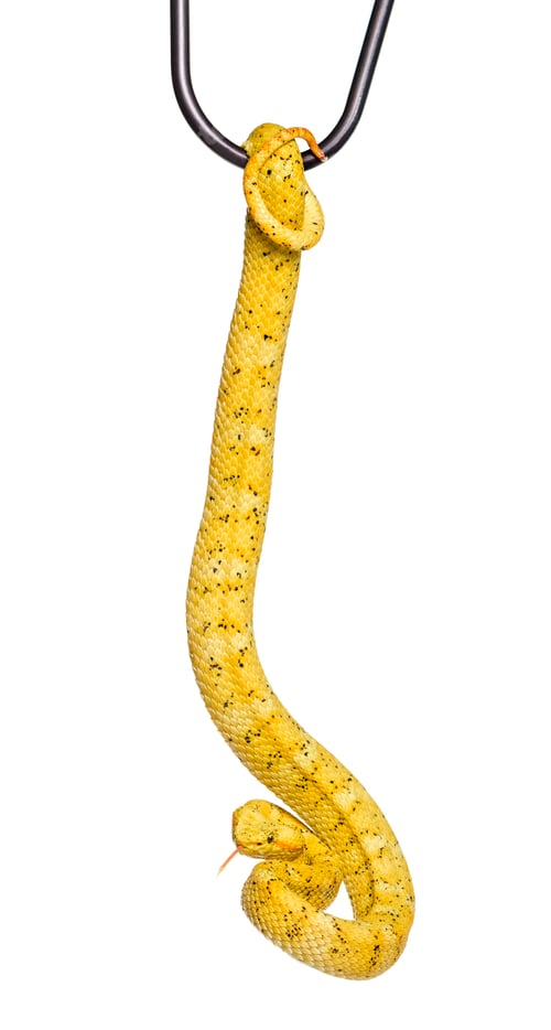 Preview: Bothriechis schlegelii, the eyelash viper, is a venomous pit viper against white background