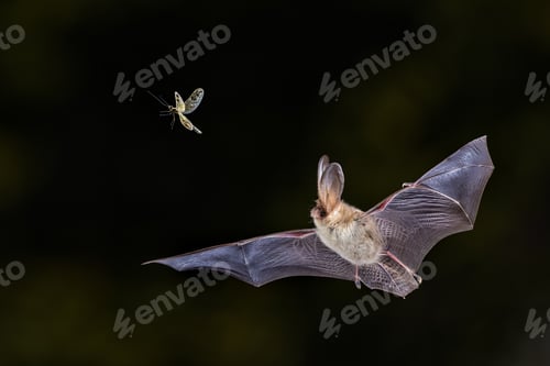 Preview: Brown Long-Eared Bat catching Moth in Forest Environment