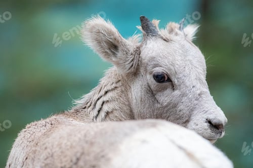 Preview: Closeup of a young white mountain goat. Rocky Mountain goat.