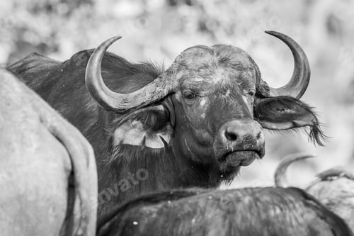 Preview: Close up of a African Buffalo starring.