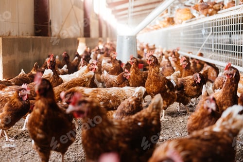 Preview: Flock of egg laying hens standing on floor of poultry farm shed in daylight