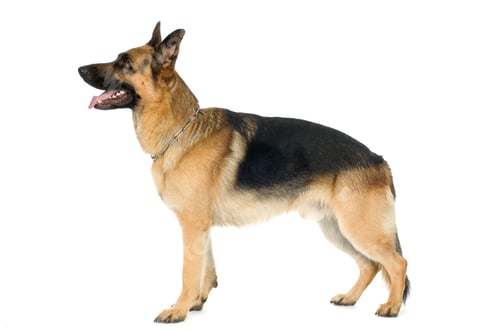 Preview: German Shepherd, dog, pets