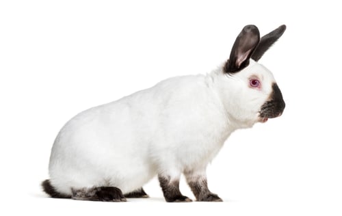 Preview: Russian rabbit sitting against white background