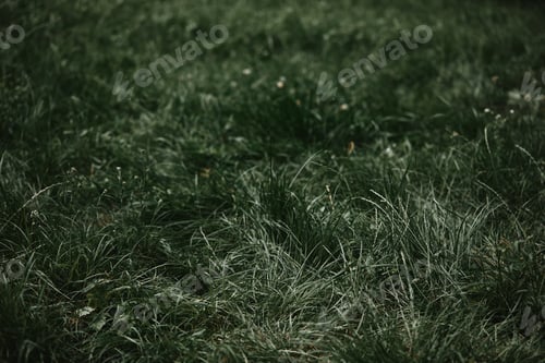 Preview: selective focus of grass with blurred background