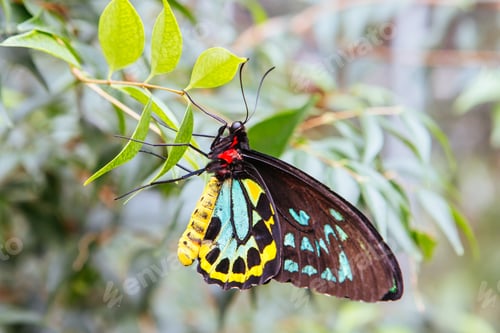 Preview: Colorful Butterfly in Melbourne Australia