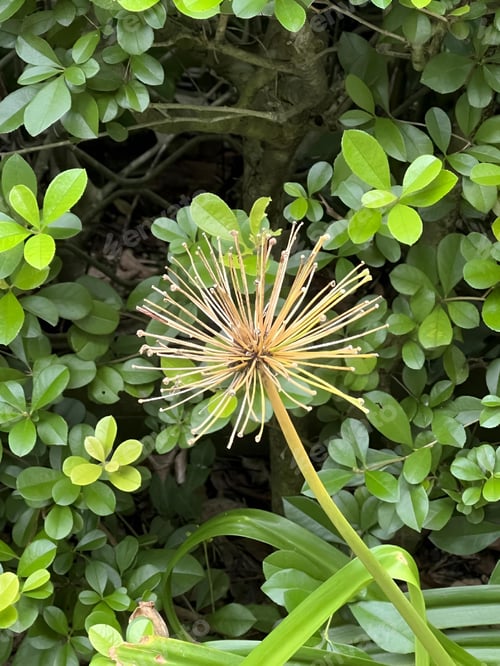Preview: a bush that has some kind of flower in it's center