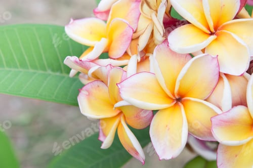 Preview: Plumeria flowers , beautiful flowers in the garden