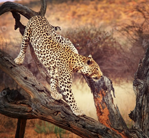 Preview: Leopard