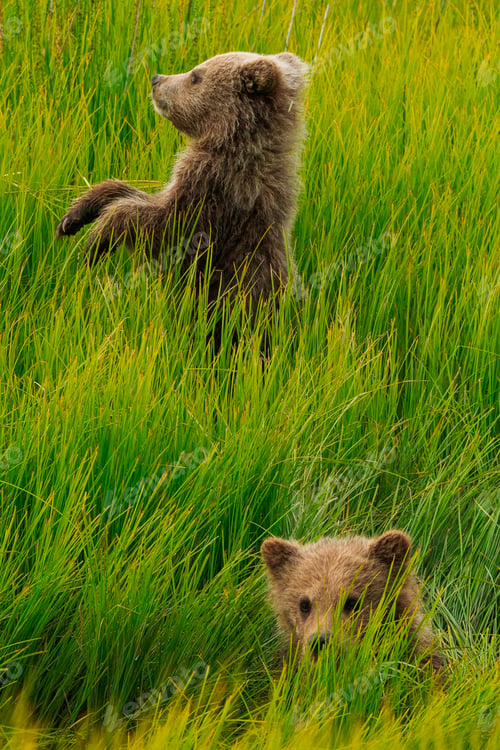 Preview: Brown bear cubs, Lake Clark National Park, Alaska, USA