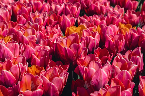 Preview: Pink Tulip flowers blooming in the garden field landscape. Beautiful spring garden with many red