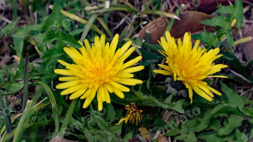 Preview: Closeup of dandelion flowers on a meadow