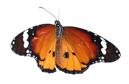 Preview: Beautiful painted lady butterfly isolated on white