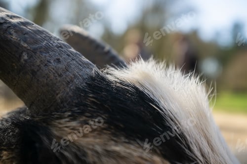 Preview: goat horns and upper part of the head with wool