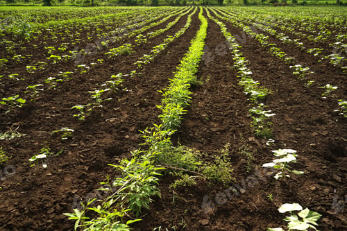 Preview: Green cotton field in India