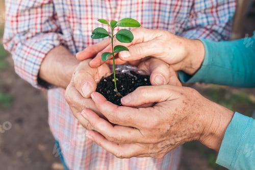 Preview: Close-up of Senior couple's hands holding a young green plant in soil, symbolizing growth and care