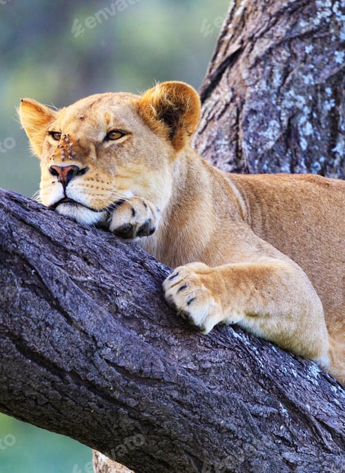 Preview: A Beautiful and Breathtaking wildlife in the World