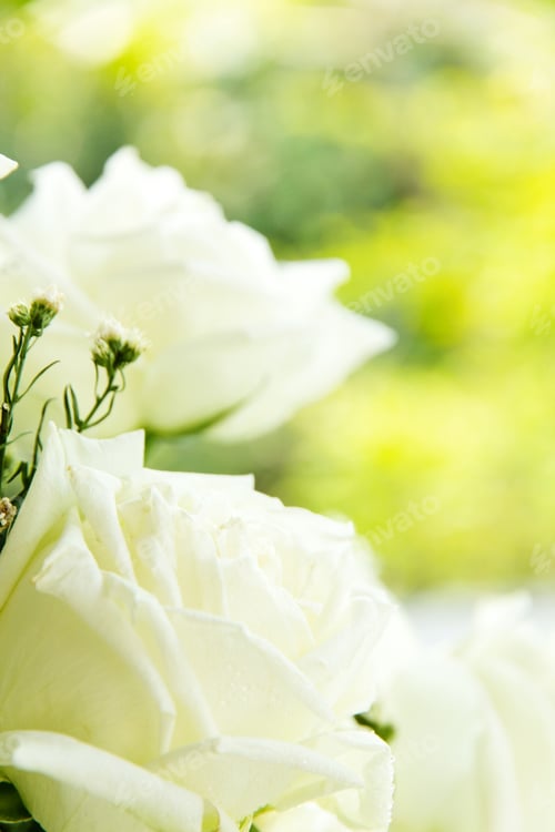 Preview: white rose background