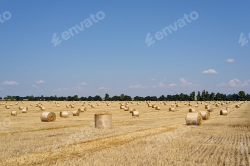 Preview: Harvesting wheat on the field