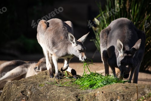 Preview: kangaroo family native australian mom child love