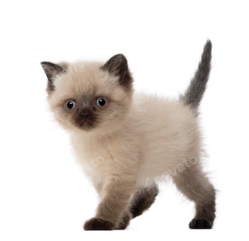 Preview: Portrait of British Shorthair Kitten, 5 weeks old, against white background