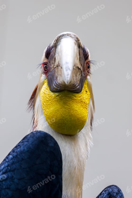 Preview: The wreathed hornbill (Rhyticeros undulatus) close up shot