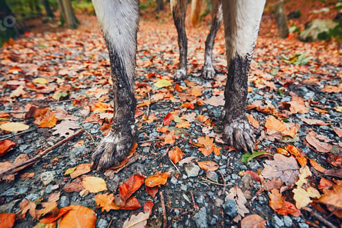 Preview: Muddy dog in autumn nature