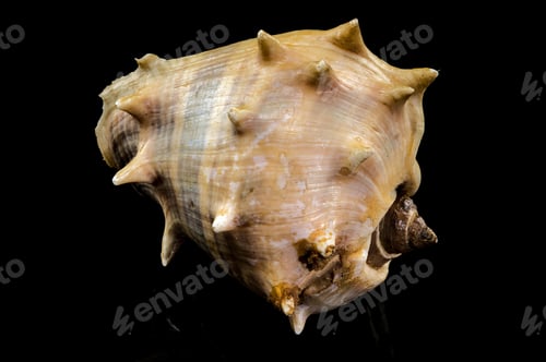Preview: Melongena bispinosa Seashell on a black background