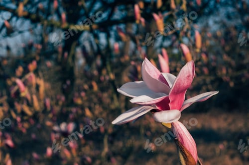 Preview: Magnolia flowers in bloom.
