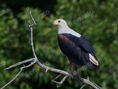 Preview: African fish eagle (Haliaeetus vocifer)