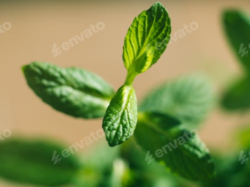 Preview: Mint herb plant macro shot on sunny day