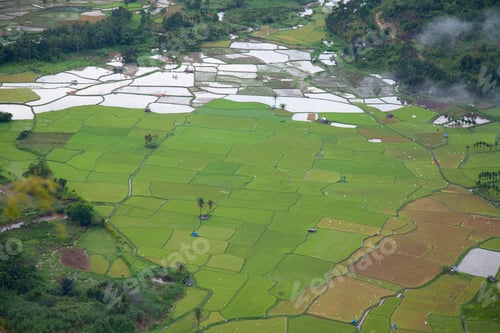 Preview: paddy fields