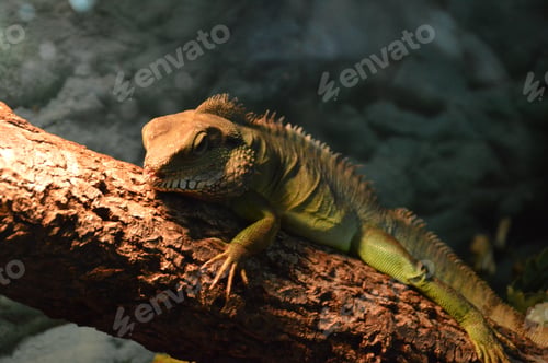 Preview: Lizard on branch in ZOO